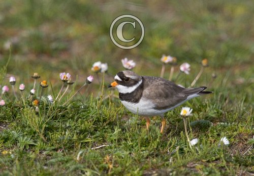 Ringed Plover  DM0195